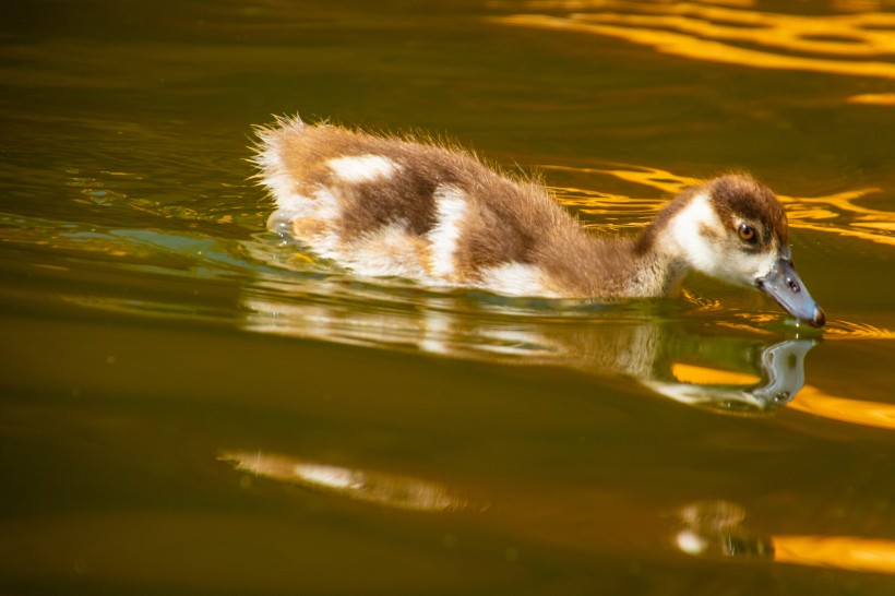 点击大图看下一张：水里的鸭子图片