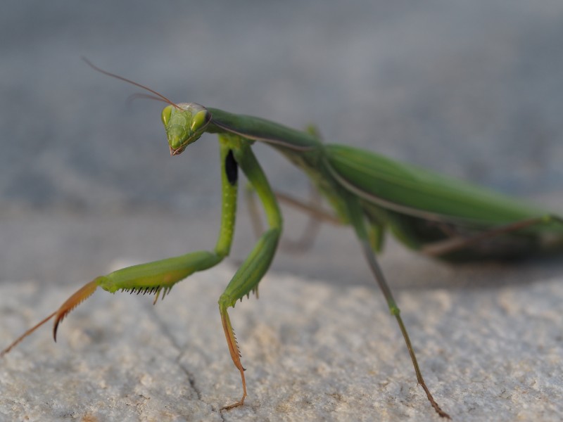 点击大图看下一张：浑身绿色的螳螂图片