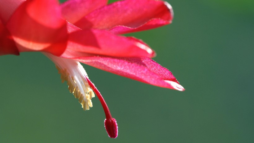 点击大图看下一张：蟹爪兰花卉图片