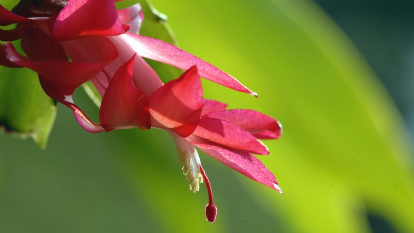 点击大图看下一张：蟹爪兰花卉图片