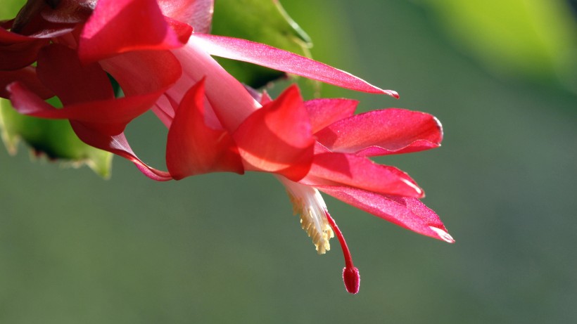 点击大图看下一张:蟹爪兰花卉图片