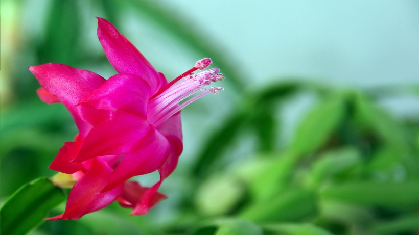 点击大图看下一张:蟹爪兰花卉图片