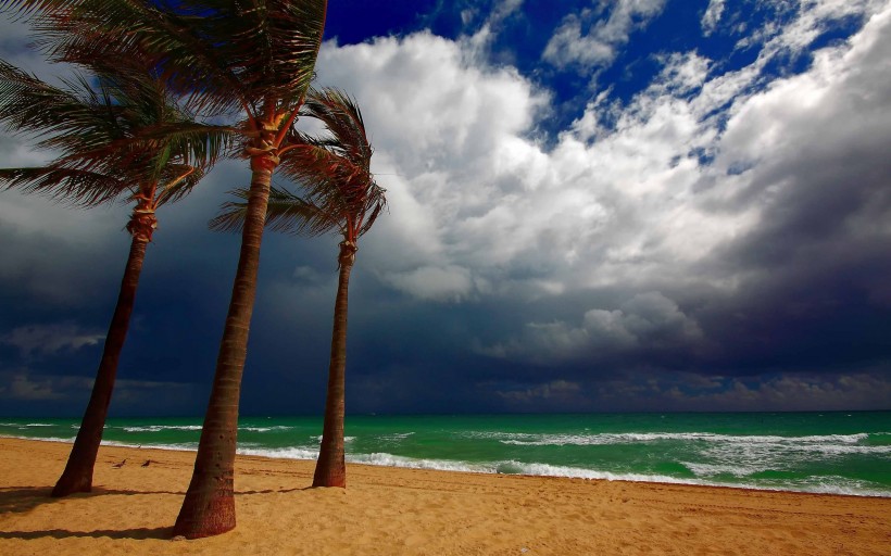点击大图看下一张：海边的椰子树图片