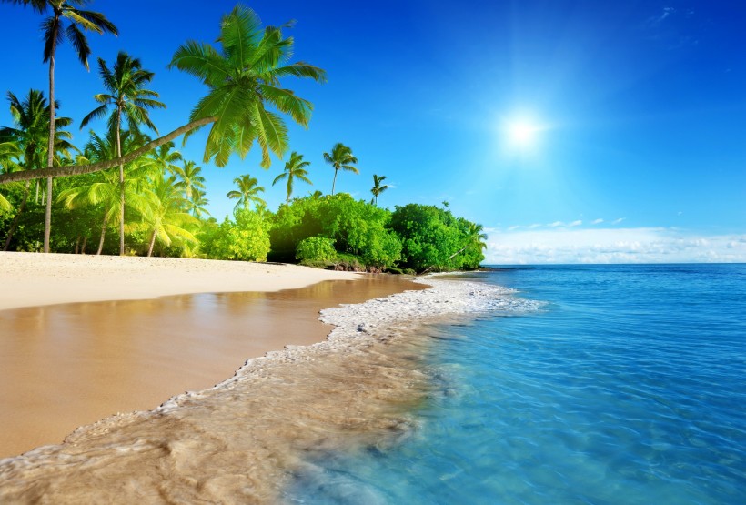 点击大图看下一张：海边的椰子树图片