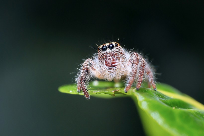 点击大图看下一张：毛茸茸的蜘蛛图片
