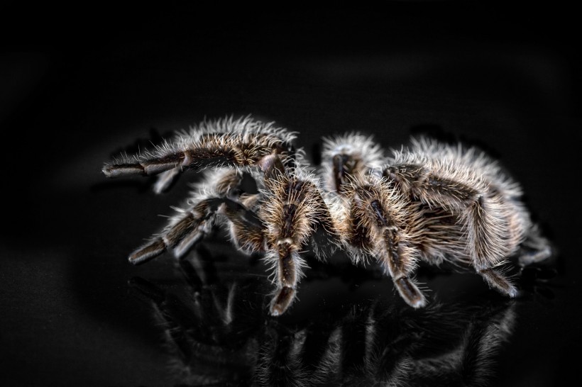 点击大图看下一张：毛茸茸的蜘蛛图片