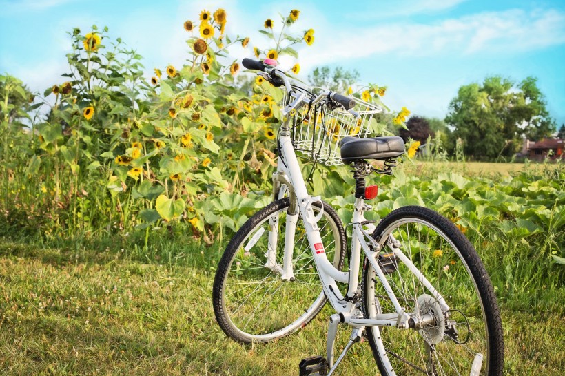点击大图看下一张：草地上的自行车图片