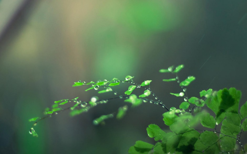 点击大图看下一张：绿色护眼植物露珠风景桌面壁纸