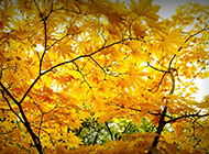 秋天的唯美枫叶风景壁纸