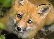 可爱的纯种赤狐动物壁纸