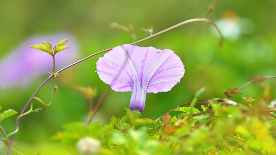 点击大图看下一张：春日唯美牵牛花清新田原风景壁纸