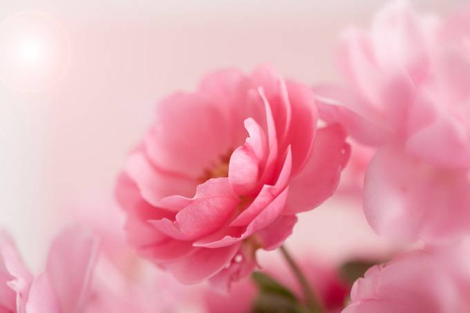 点击大图看下一张：淡粉色精致花朵背景图片