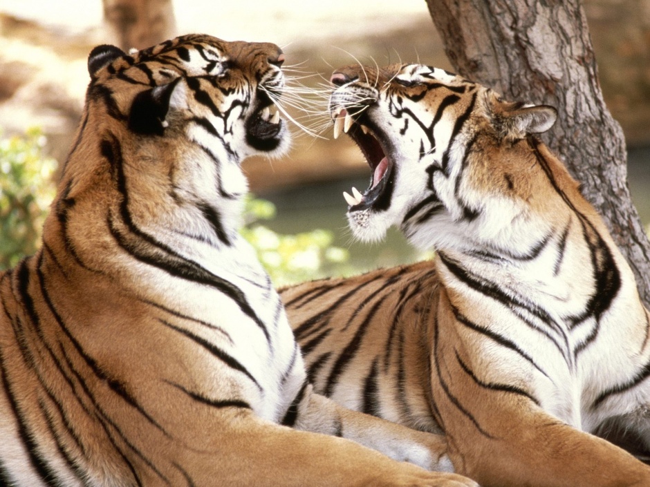 点击大图看下一张：怒吼的老虎动物高清壁纸欣赏