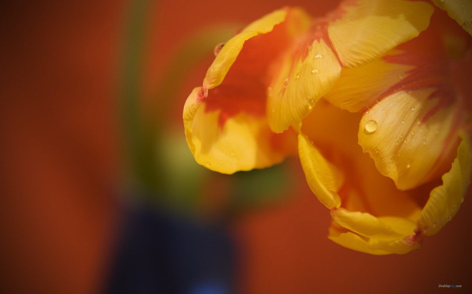 点击大图看下一张：雨后郁金香浪漫自然植物风景美图