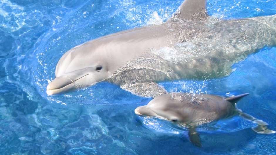 点击大图看下一张：海中的哺乳动物海豚高清壁纸