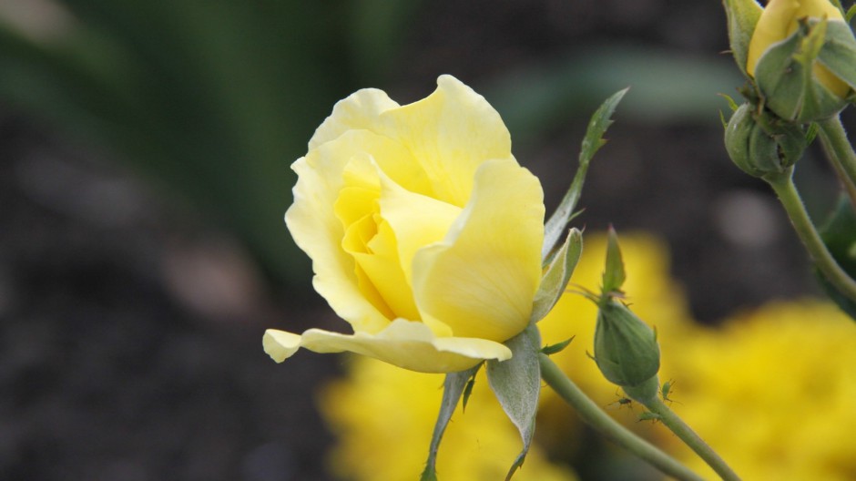 点击大图看下一张：浪漫黄玫瑰清新雨后美景图片