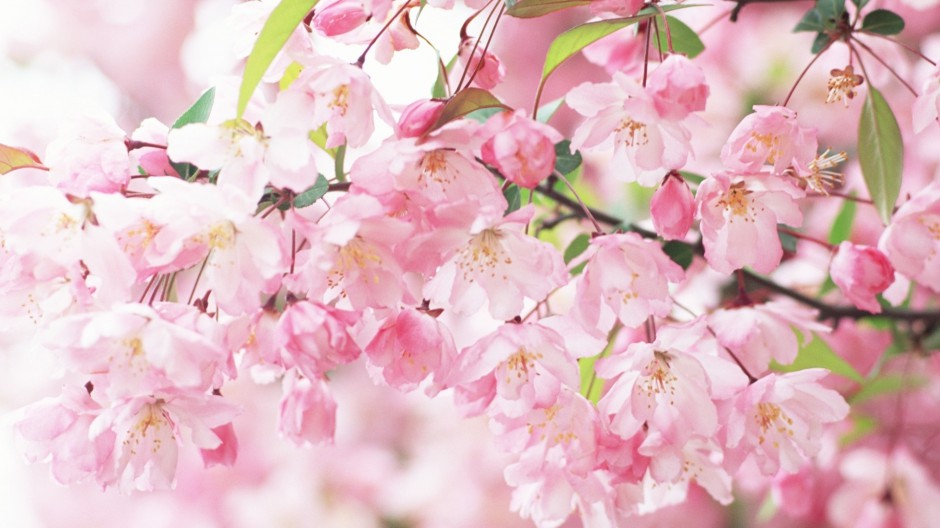 点击大图看下一张：春日清新素雅唯美小花自然风景