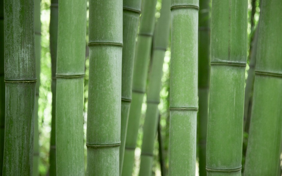 点击大图看下一张：高清绿色竹子ppt背景图片