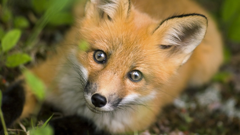 点击大图看下一张：可爱的纯种赤狐动物壁纸