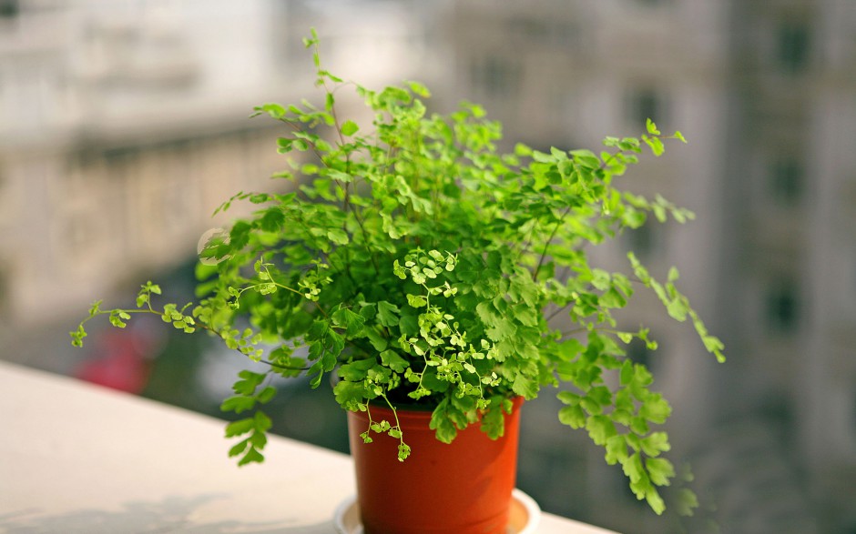 点击大图看下一张：清新绿色植物清脆欲滴风景壁纸