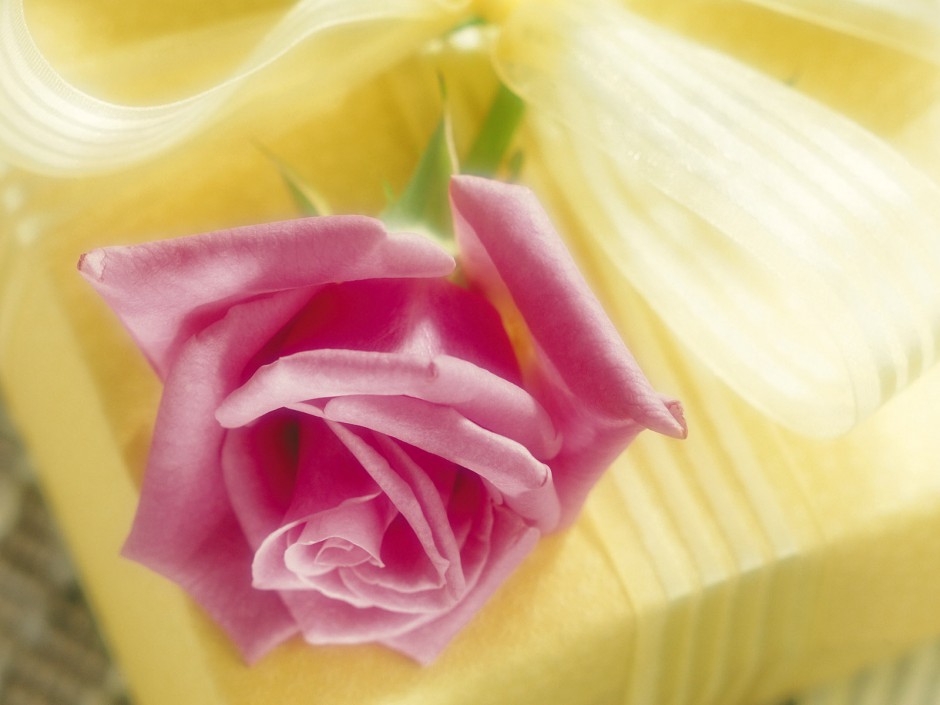 点击大图看下一张：唯美玫瑰花浪漫粉色风景高清壁纸