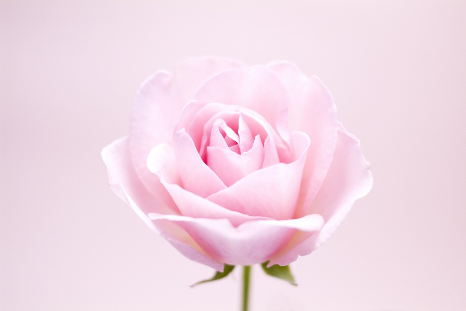 点击大图看下一张：清新粉色玫瑰浪漫自然风景写真