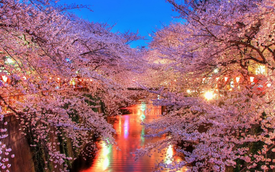 点击大图看下一张：粉嫩的日本樱花唯美花卉壁纸图片