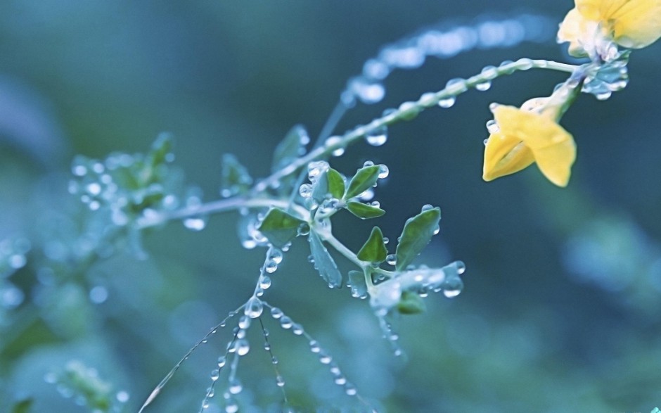 点击大图看下一张：清晨雨后浪漫花卉水珠梦幻美景