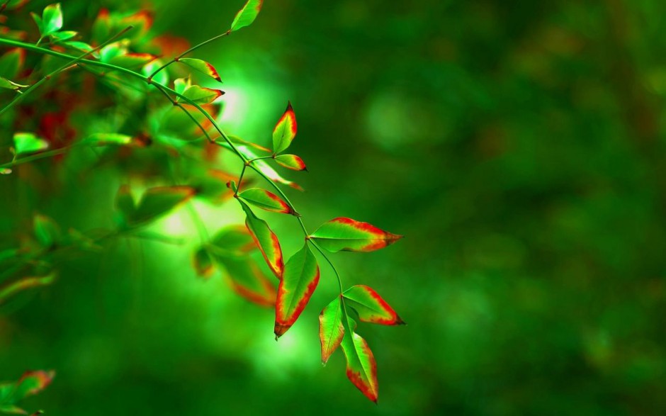点击大图看下一张：植物绿叶精美养眼壁纸