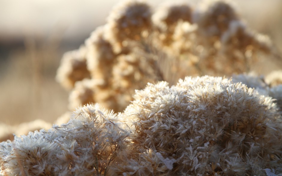 点击大图看下一张：冬日精致冰封花卉惊艳美景壁纸