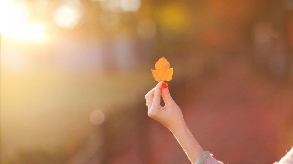 点击大图看下一张：秋日萧瑟唯美落叶美景精致素材分享