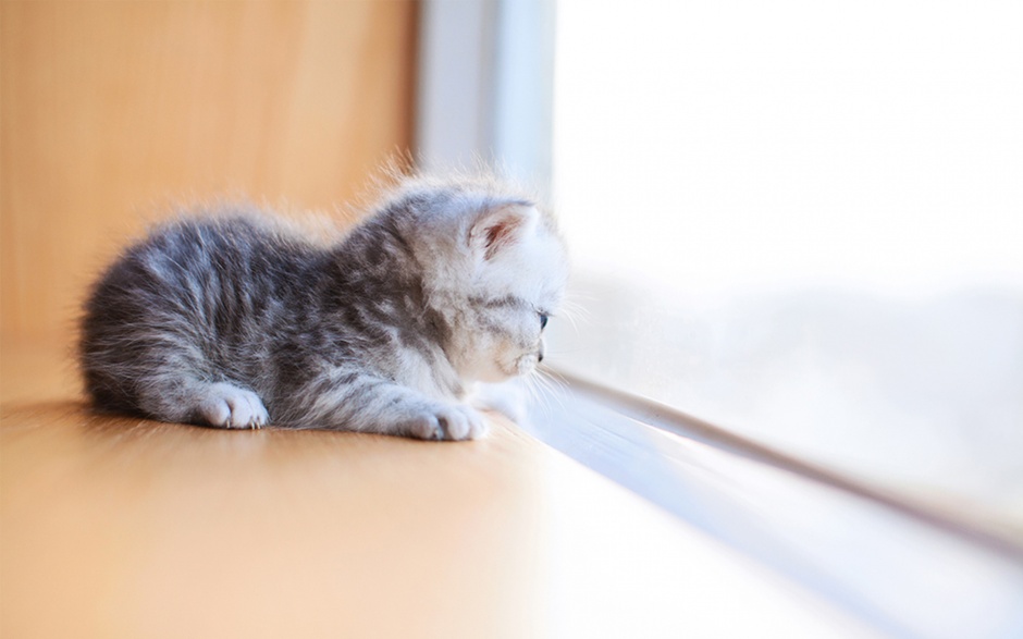点击大图看下一张：软萌小奶猫可爱桌面背景壁纸图片