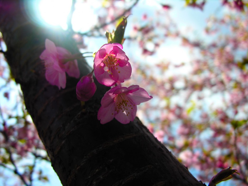 点击大图看下一张：浪漫清新粉色樱花飘落精美风景壁纸