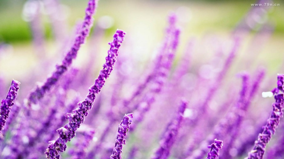 点击大图看下一张：紫色薰衣草唯美花卉风景壁纸