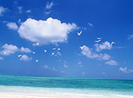ppt背景图片 蓝天白云与海鸥