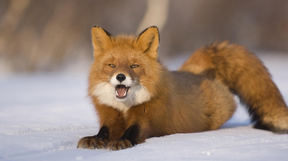 点击大图看下一张：可爱的纯种赤狐动物壁纸