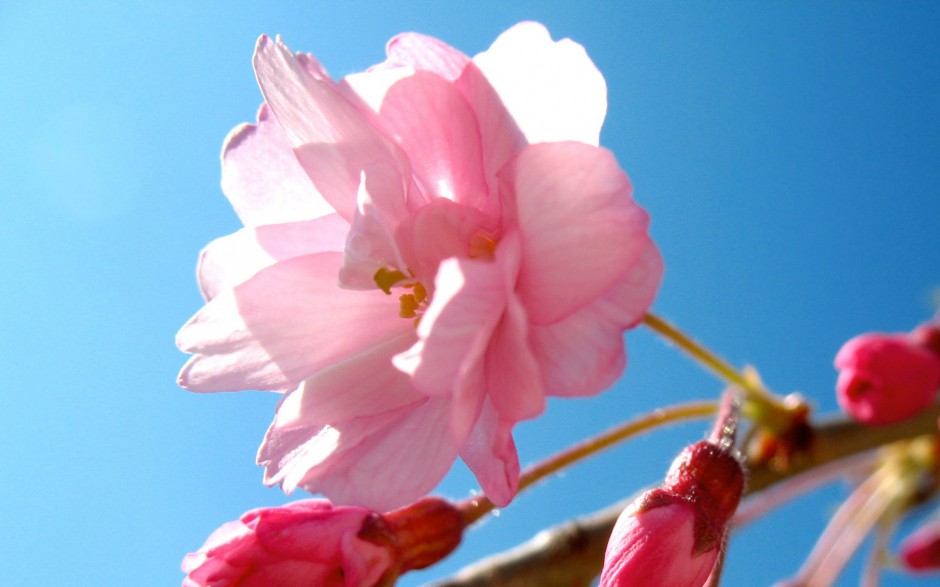 点击大图看下一张：粉嫩樱花浪漫清新精致风景壁纸