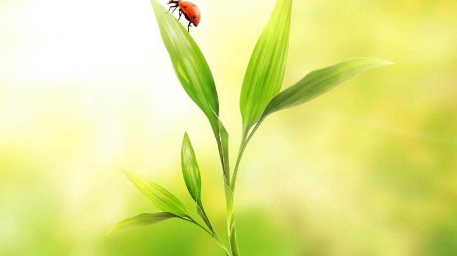 点击大图看下一张：高清精美桌面壁纸可爱瓢虫