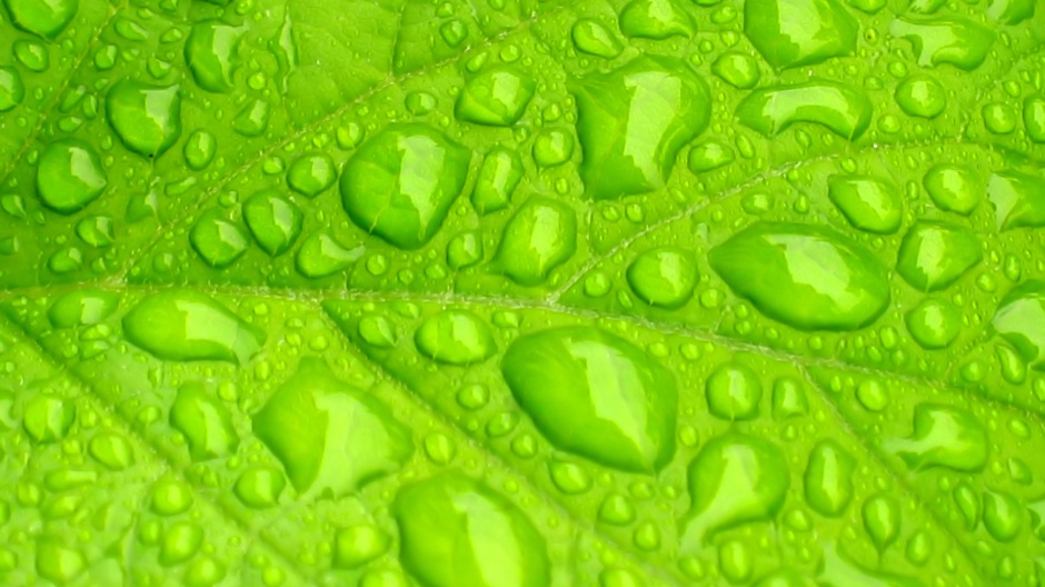 点击大图看下一张：超高清护眼绿色植物晶莹水滴壁纸