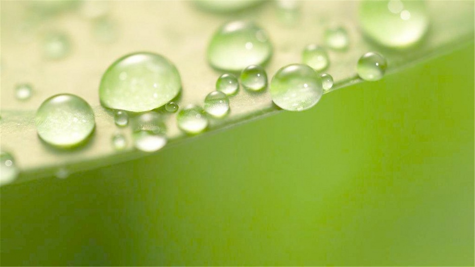 点击大图看下一张：清新绿叶水滴高清护眼绿色壁纸