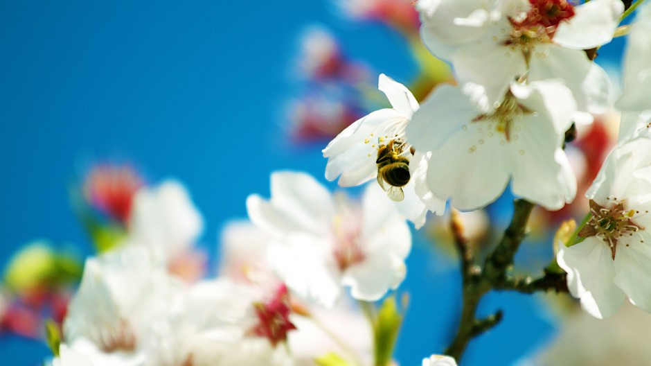点击大图看下一张：春日清新素雅唯美小花自然风景