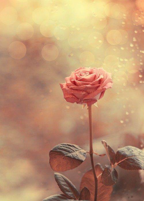 点击大图看下一张：微风中盛开的粉色玫瑰浪漫背景图