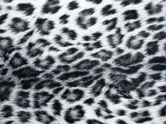 点击大图看下一张：黑白色豹纹野性精美背景图片