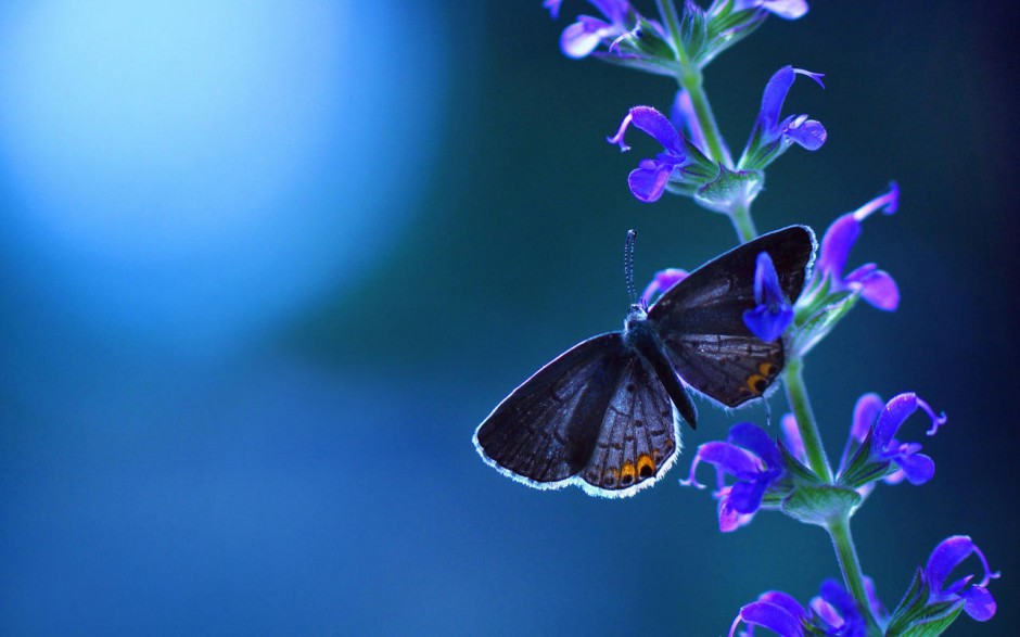 点击大图看下一张：蝴蝶与花儿精美壁纸欣赏
