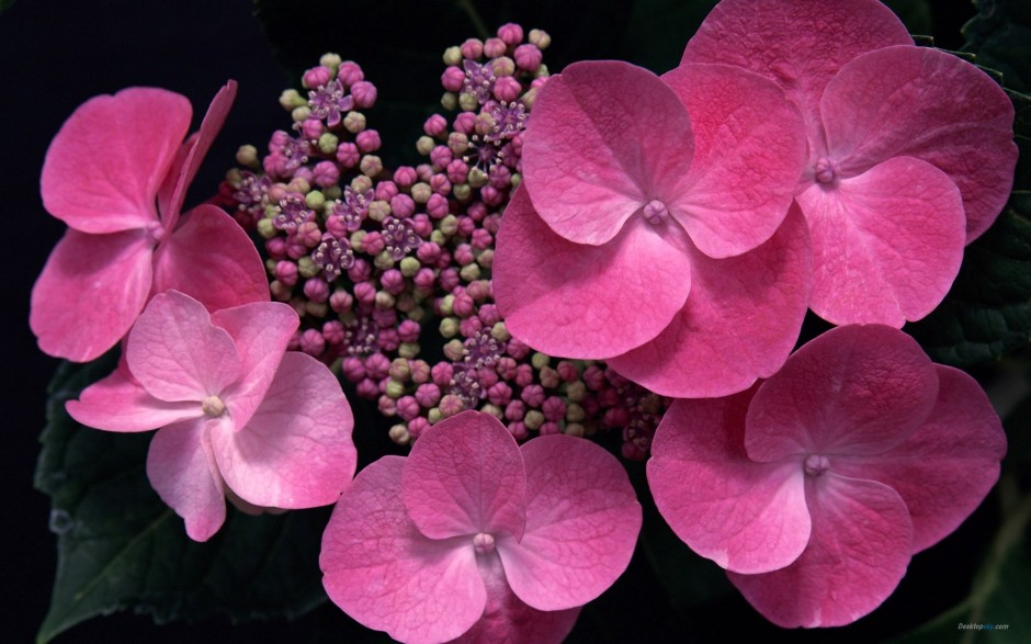 点击大图看下一张：清雅绣球花简约花卉风景高清壁纸