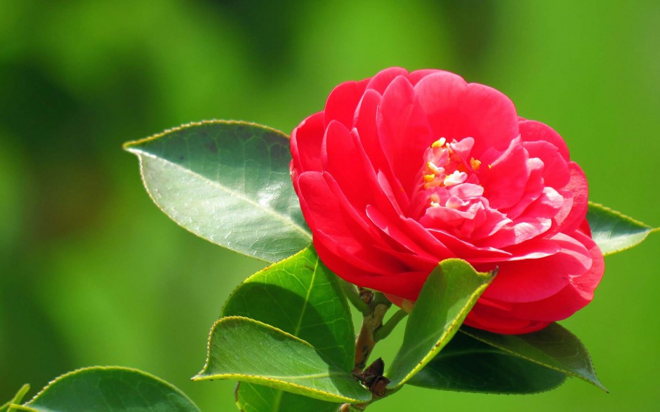 点击大图看下一张：唯美花朵桌面壁纸红色山茶花