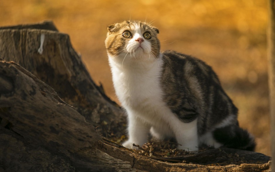 点击大图看下一张：苏格兰折耳猫可爱的图片精选