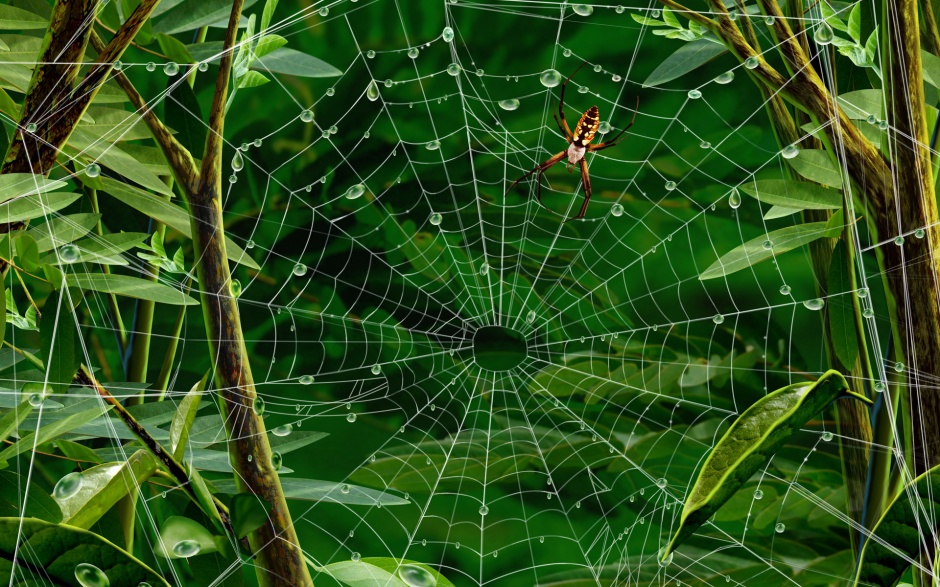 点击大图看下一张：可爱清新的蜘蛛网背景图片