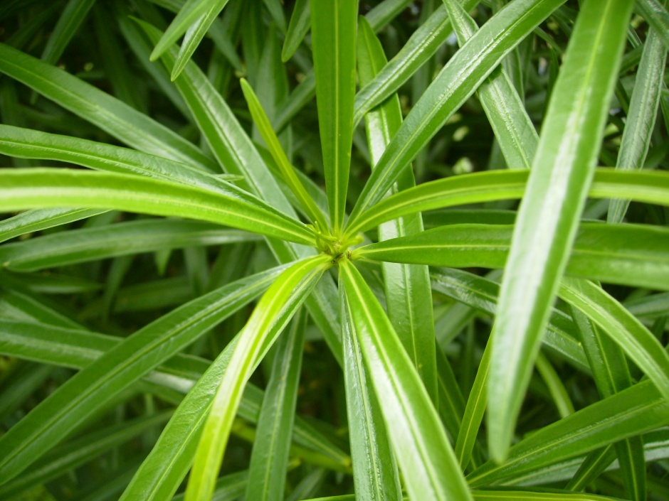 点击大图看下一张：最新绿色植物背景高清图片