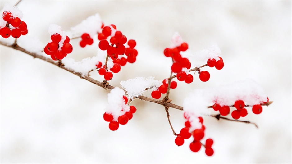 点击大图看下一张：雪中的红果唯美自然风光壁纸